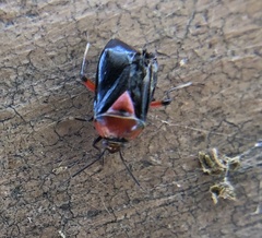 Neocapsus