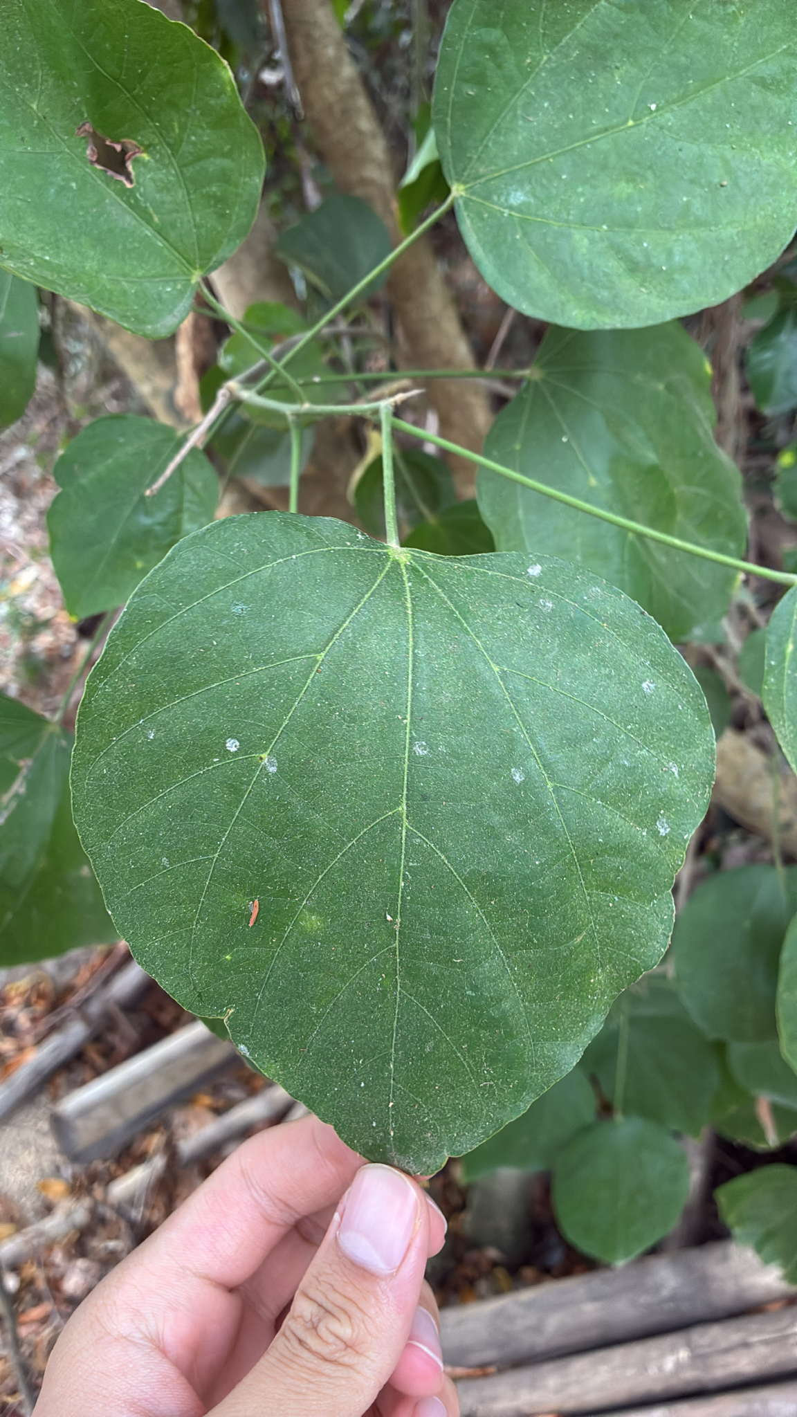 Tra đỏ — ảnh 2