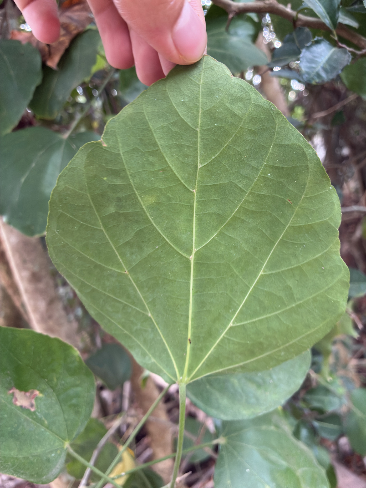Tra đỏ — ảnh 3