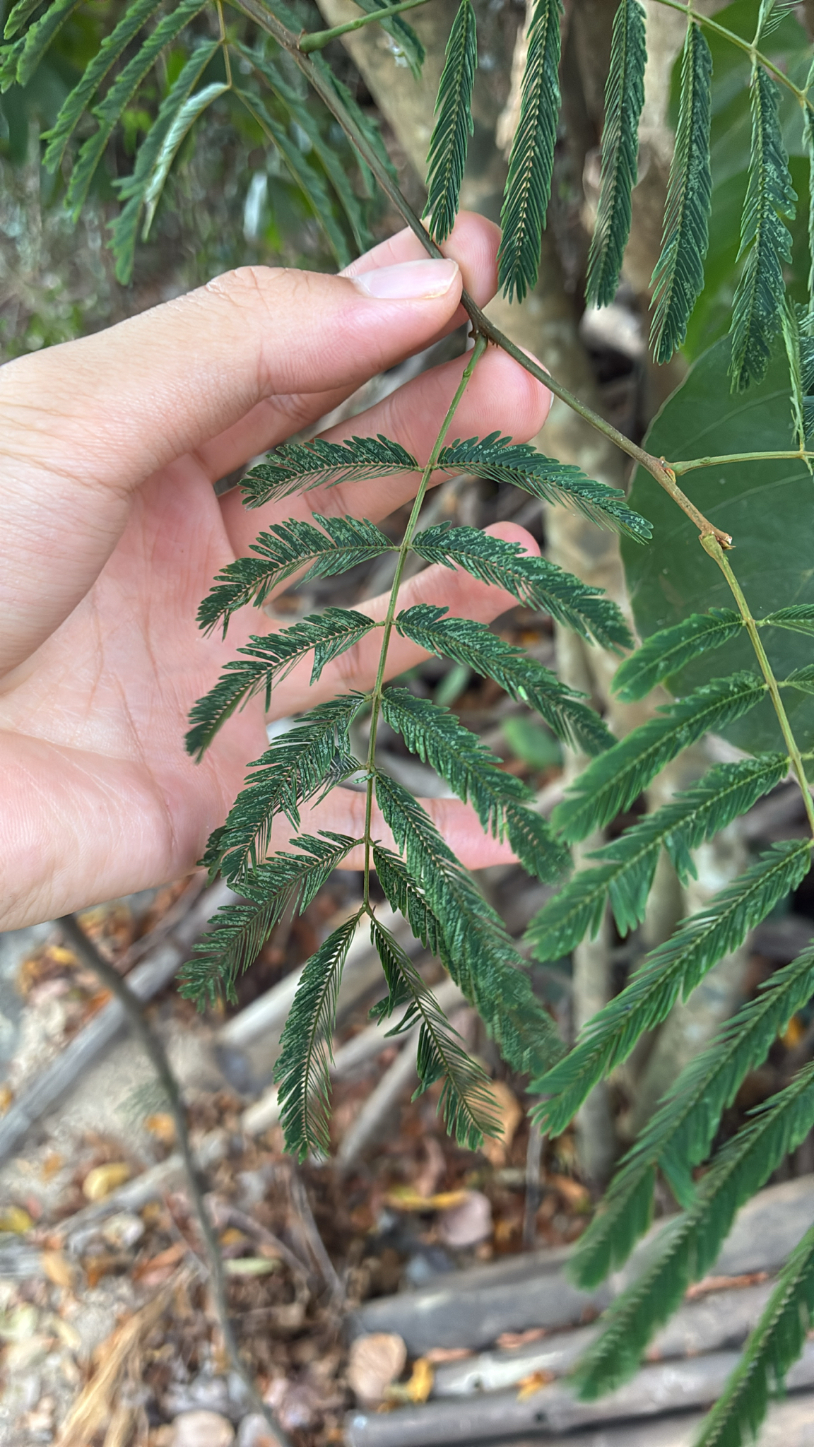 Trinh nữ móc — ảnh 2