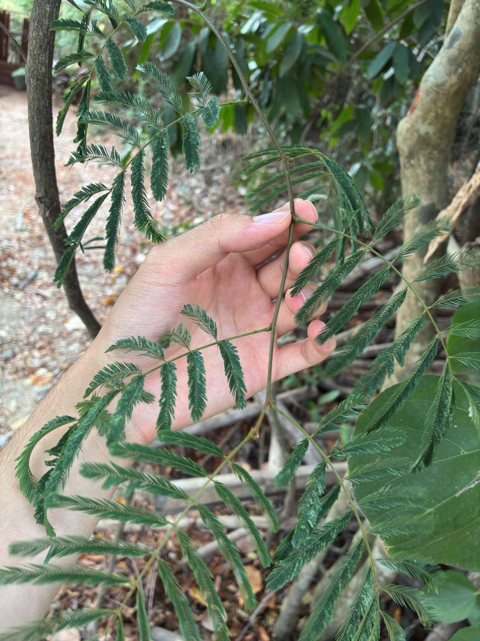 Trinh nữ móc — ảnh 3