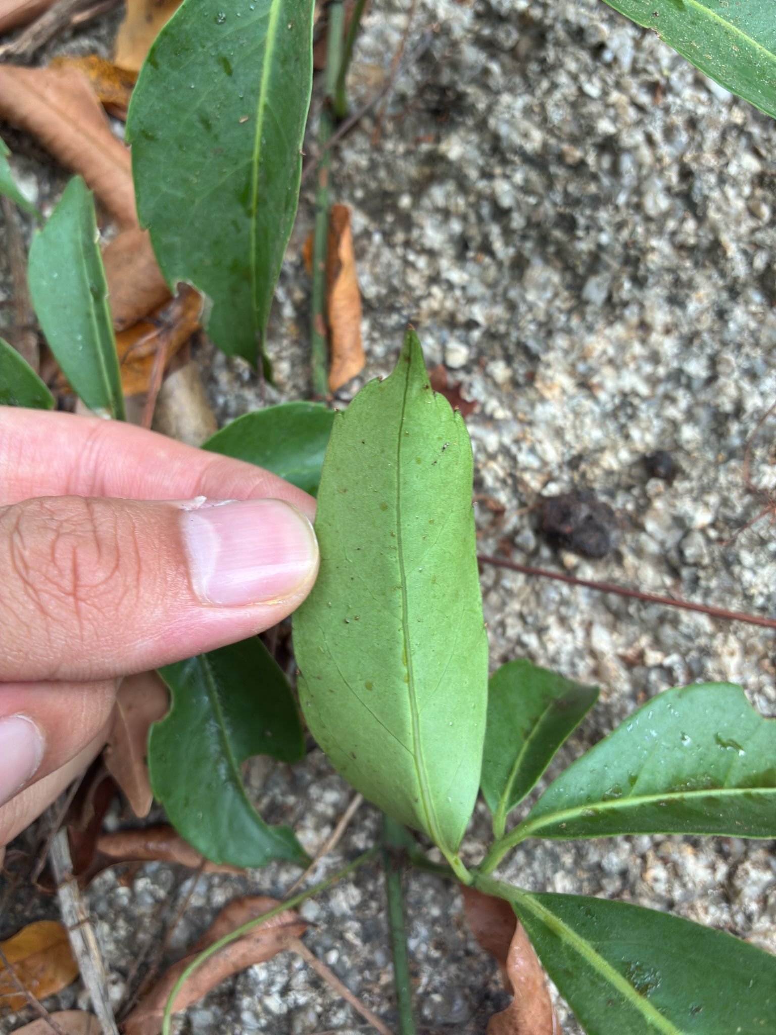 Celastrus hindsii — ảnh 2