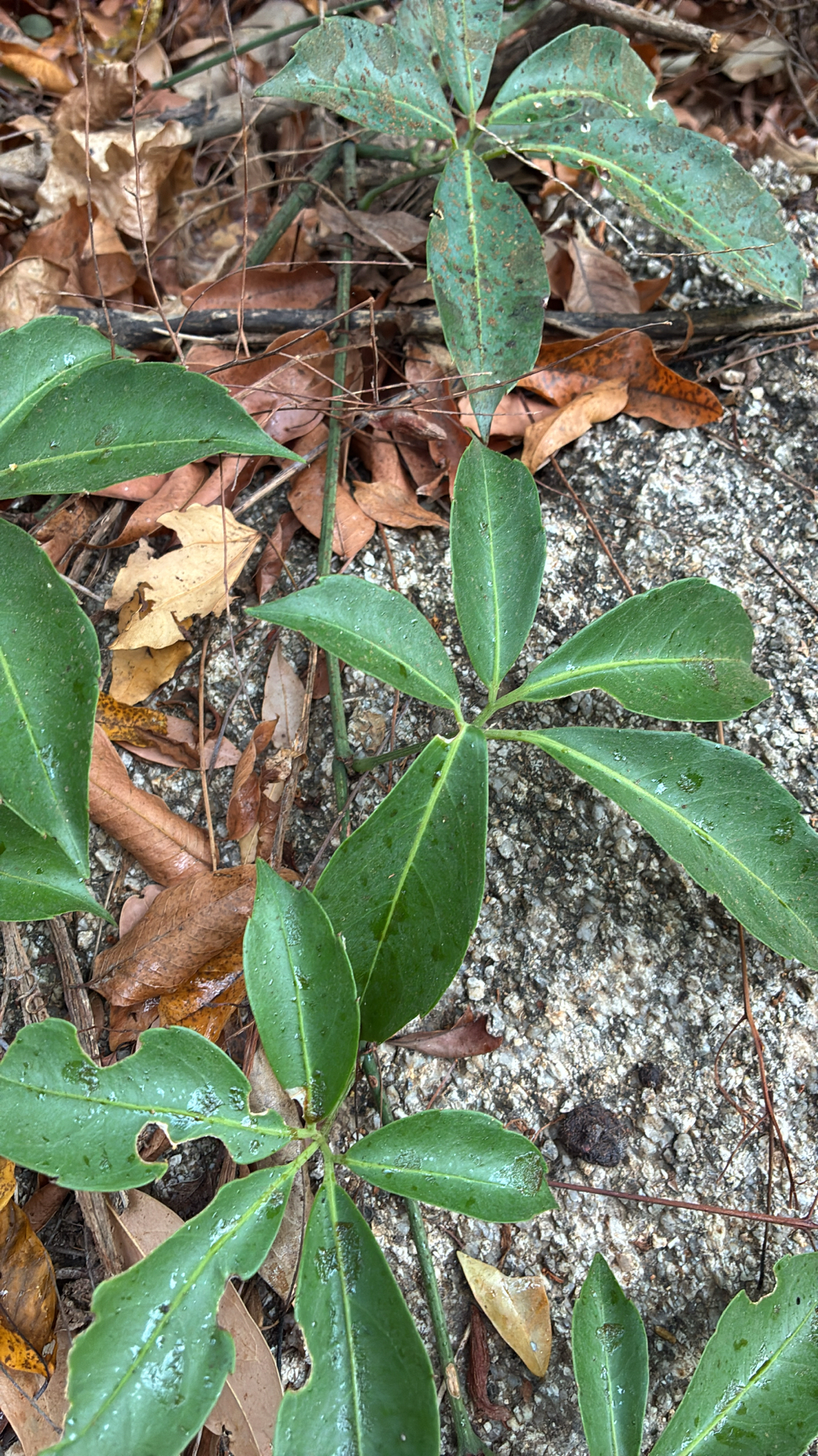 Celastrus hindsii (Celastrus hindsii)