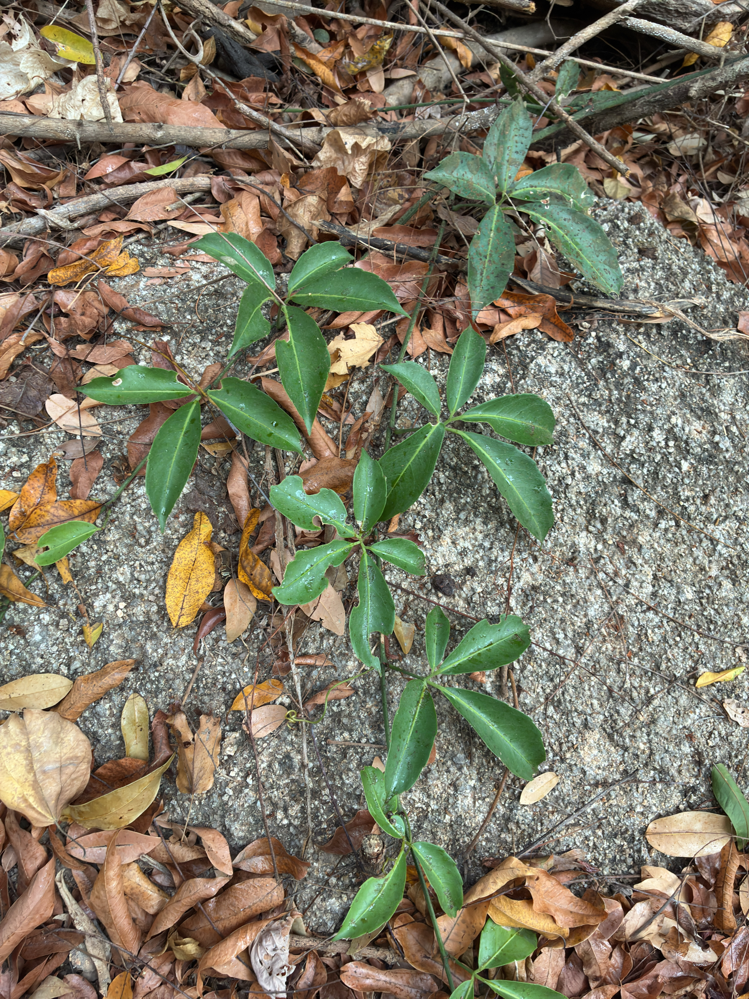 Celastrus hindsii — ảnh 3