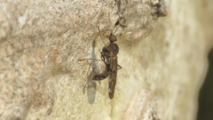 Sylvicola alternatus