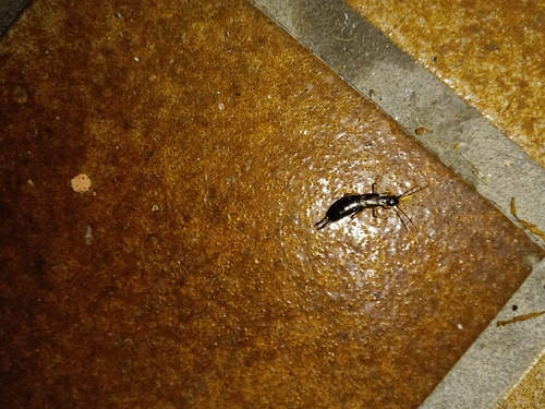 Western Earwig