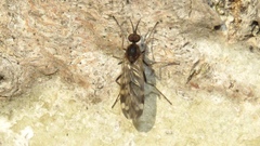 Sylvicola alternatus