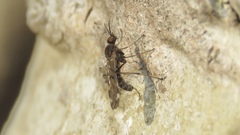 Sylvicola alternatus