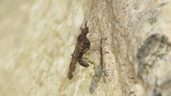 Sylvicola alternatus