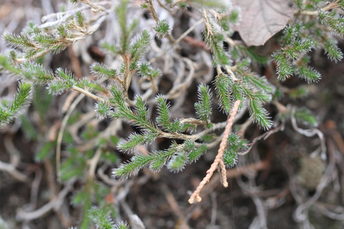 Rockloving spikemoss (Selaginella rupincola)