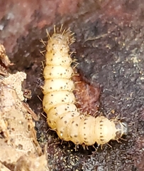 Scolecocampa liburna