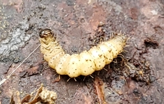 Scolecocampa liburna