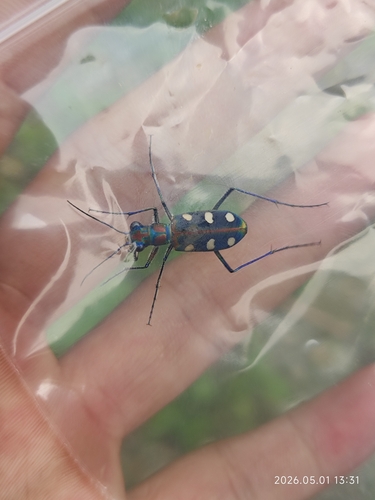 Golden-spotted Tiger Beetle