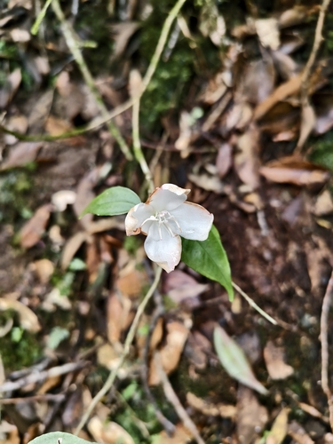 Barthea barthei, photograph 2