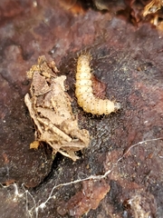 Scolecocampa liburna