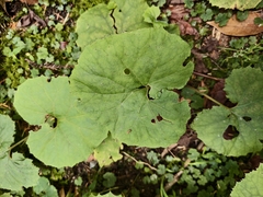 (c) 雲一百香果, some rights reserved (CC BY) Petasites formosanus, photograph (c) 雲一百香果, some rights reserved (CC BY)