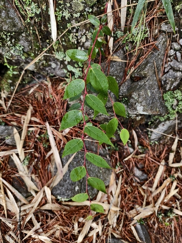 Gaultheria leucocarpa, photograph 1