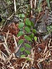 Gaultheria leucocarpa, photograph (c) 雲一百香果, some rights reserved (CC BY)