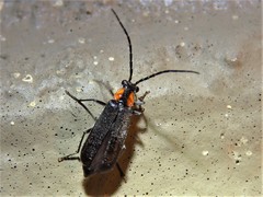Rhagonycha lineola