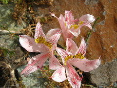 Alstroemeria pallida
