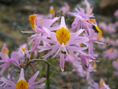 Schizanthus hookeri