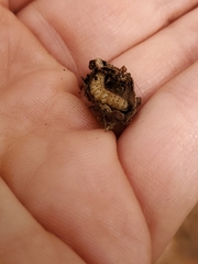 Scolecocampa liburna