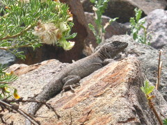 Liolaemus valdesianus