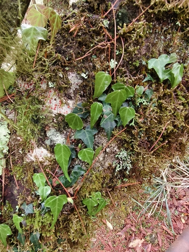 Hedera rhombea, photograph 5
