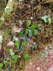 Hedera rhombea, photograph (c) 雲一百香果, some rights reserved (CC BY)