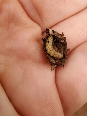 Scolecocampa liburna