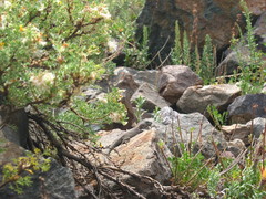 Liolaemus valdesianus