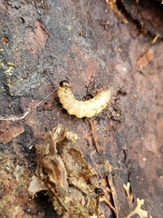 Scolecocampa liburna