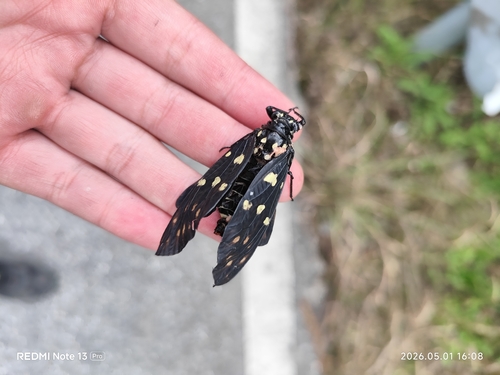 Speckled Black Cicada