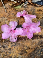 Rhododendron latoucheae, photograph (c) 雲一百香果, some rights reserved (CC BY)