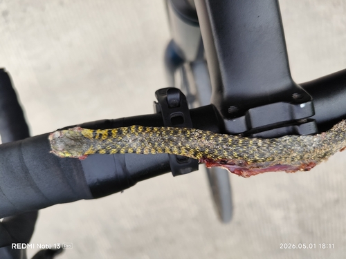 Yellow-spotted Keelback