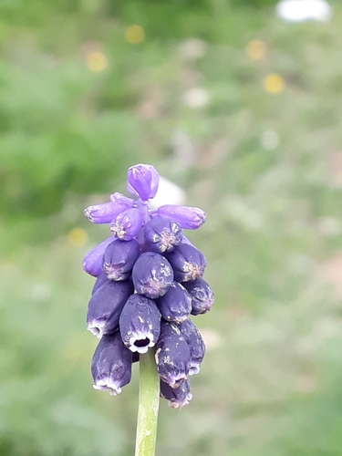 Muscari baeticum image