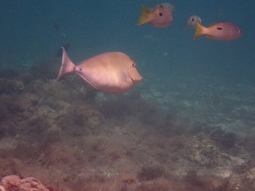 Naso unicornis
