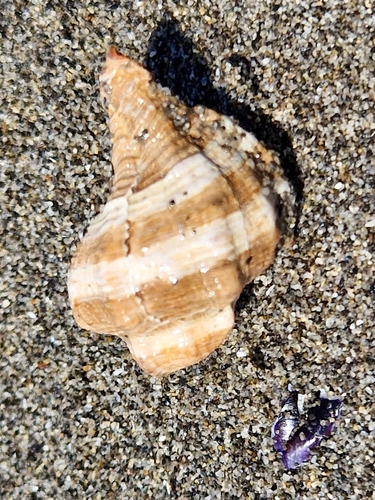 Hexaplex trunculus