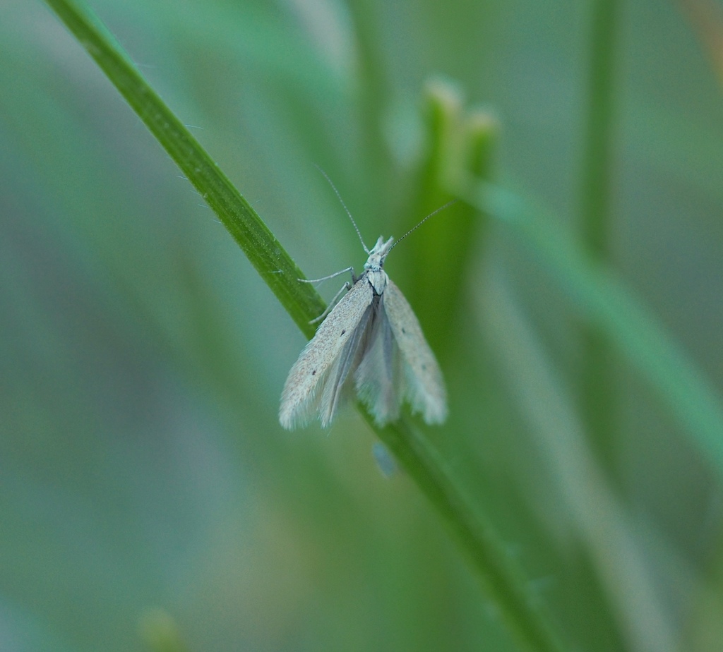 Megacraspedus binotella