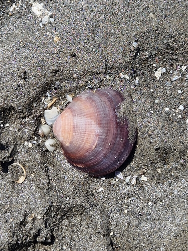 Glycymeris nummaria