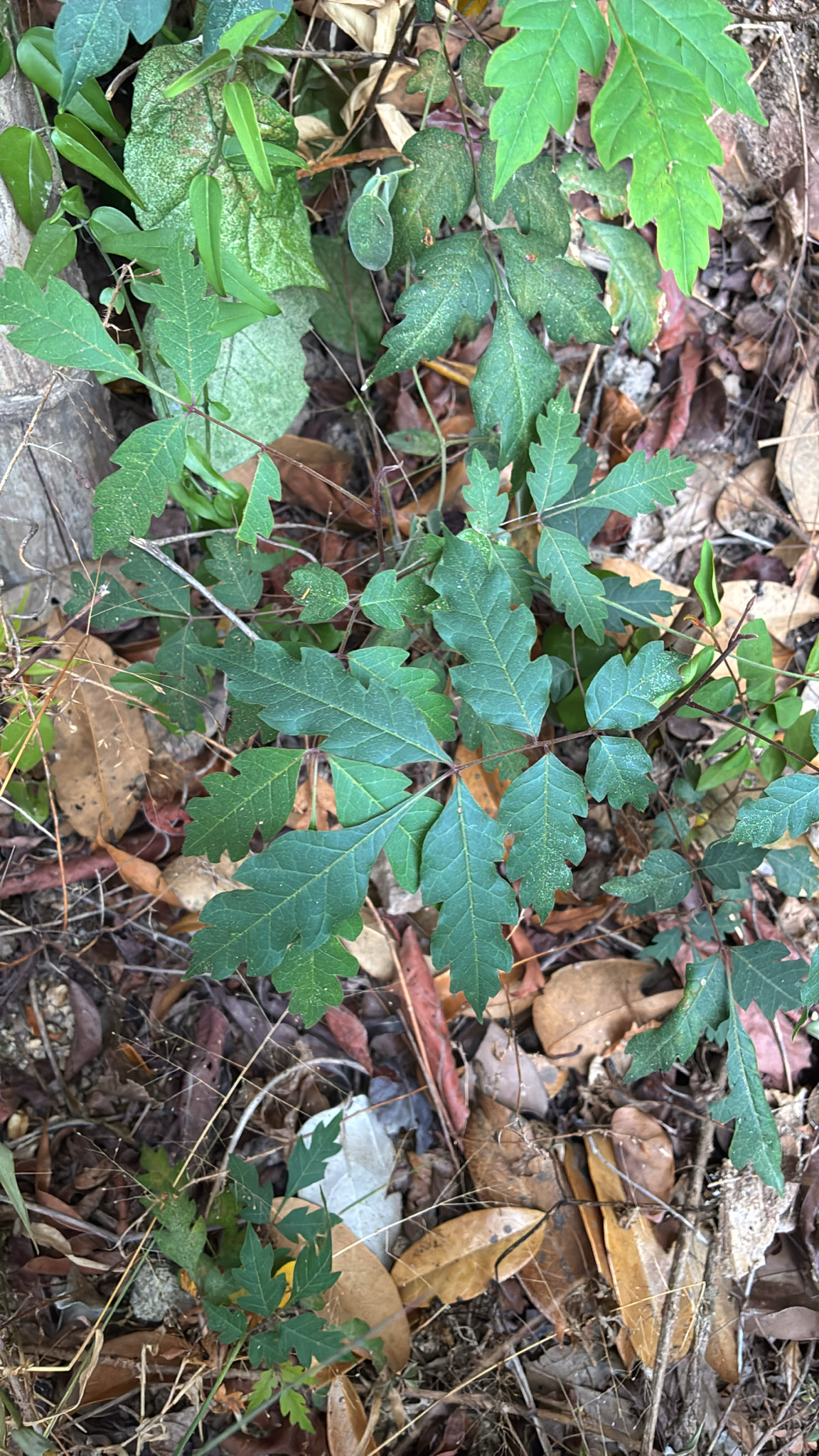 Azadirachta indica (Azadirachta indica)
