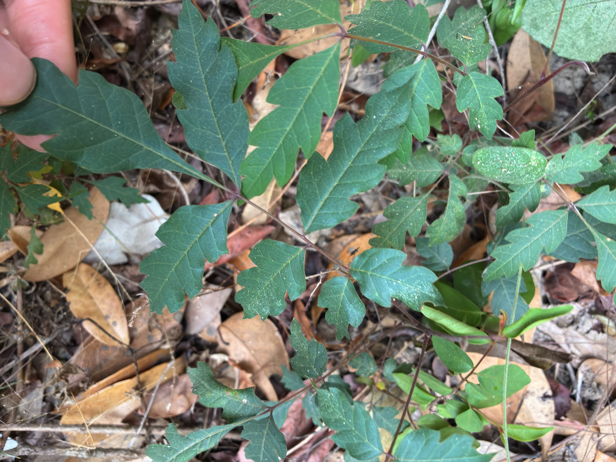 Azadirachta indica — ảnh 2