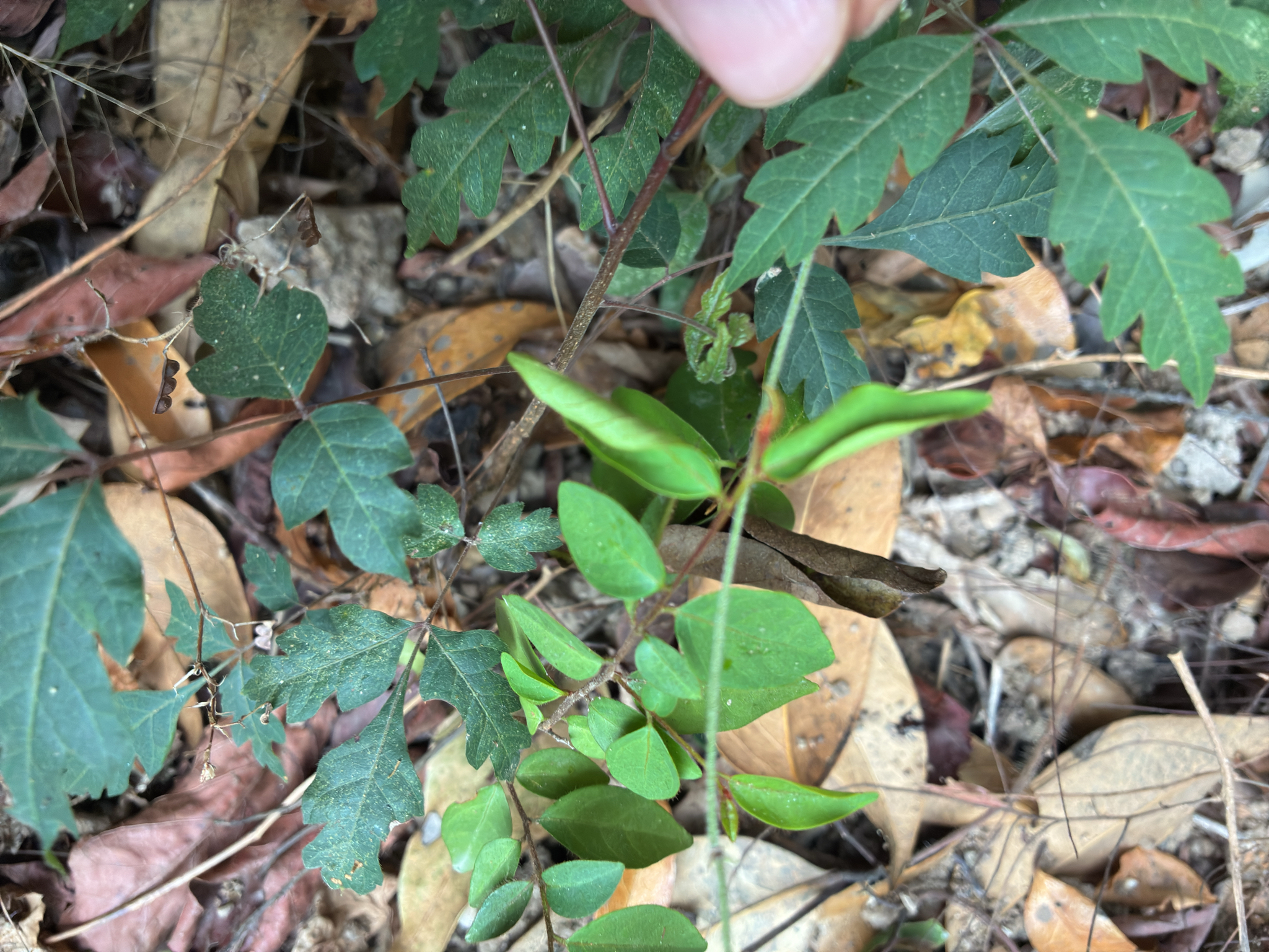 Azadirachta indica — ảnh 3