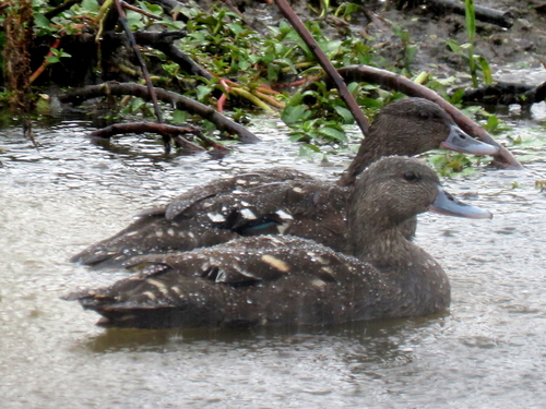 iNaturalist image
