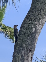 Melanerpes carolinus