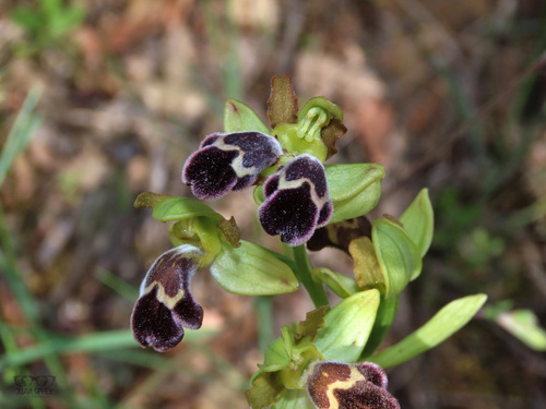 Ophrys omegaifera, photograph 5