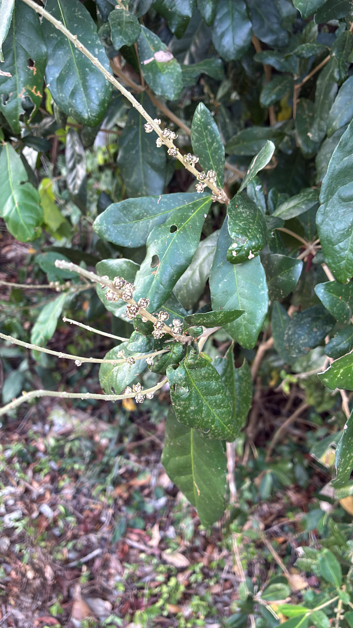 Lithocarpus brevicaudatus (Lithocarpus brevicaudatus)