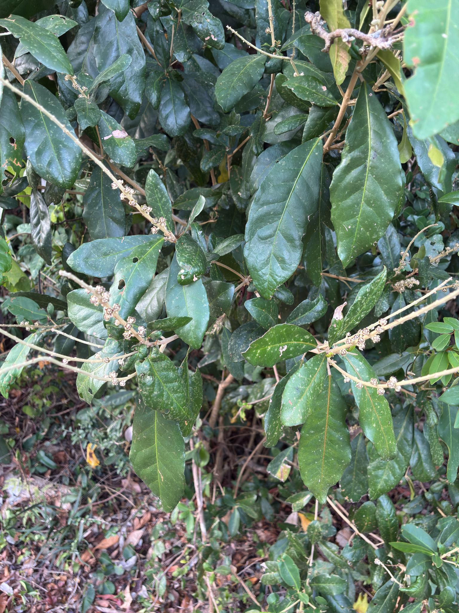 Lithocarpus brevicaudatus — ảnh 2