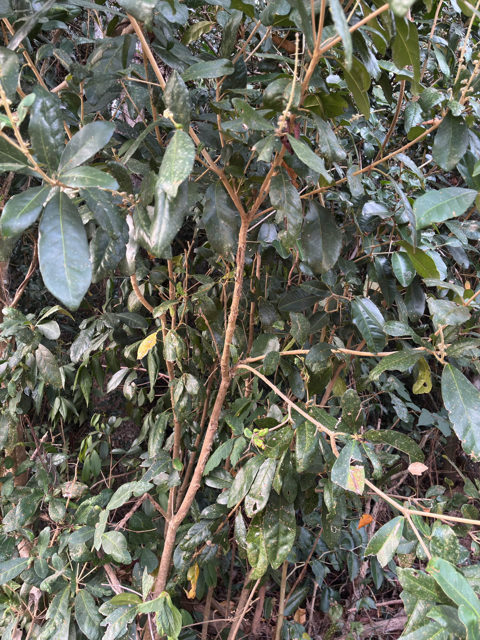 Lithocarpus brevicaudatus — ảnh 3