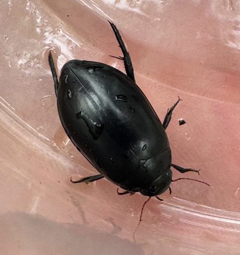 Rhantus atricolor